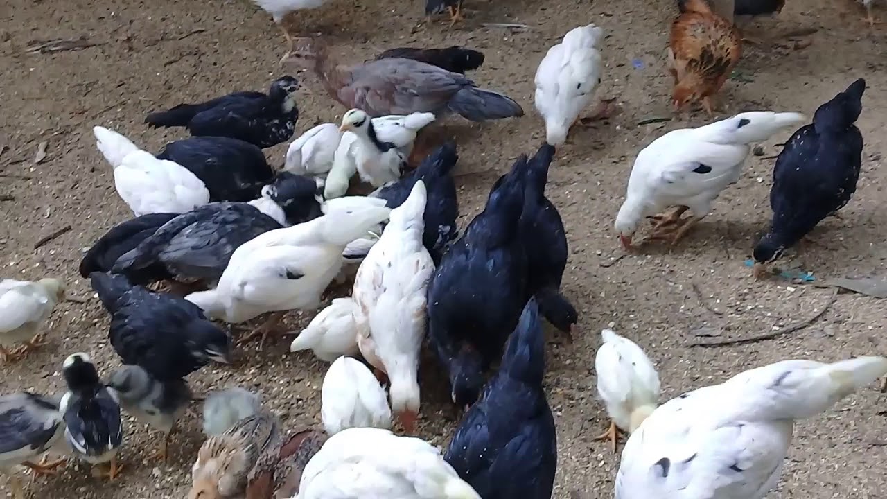 Bukan #bisnissampingan #ayam_kampung 