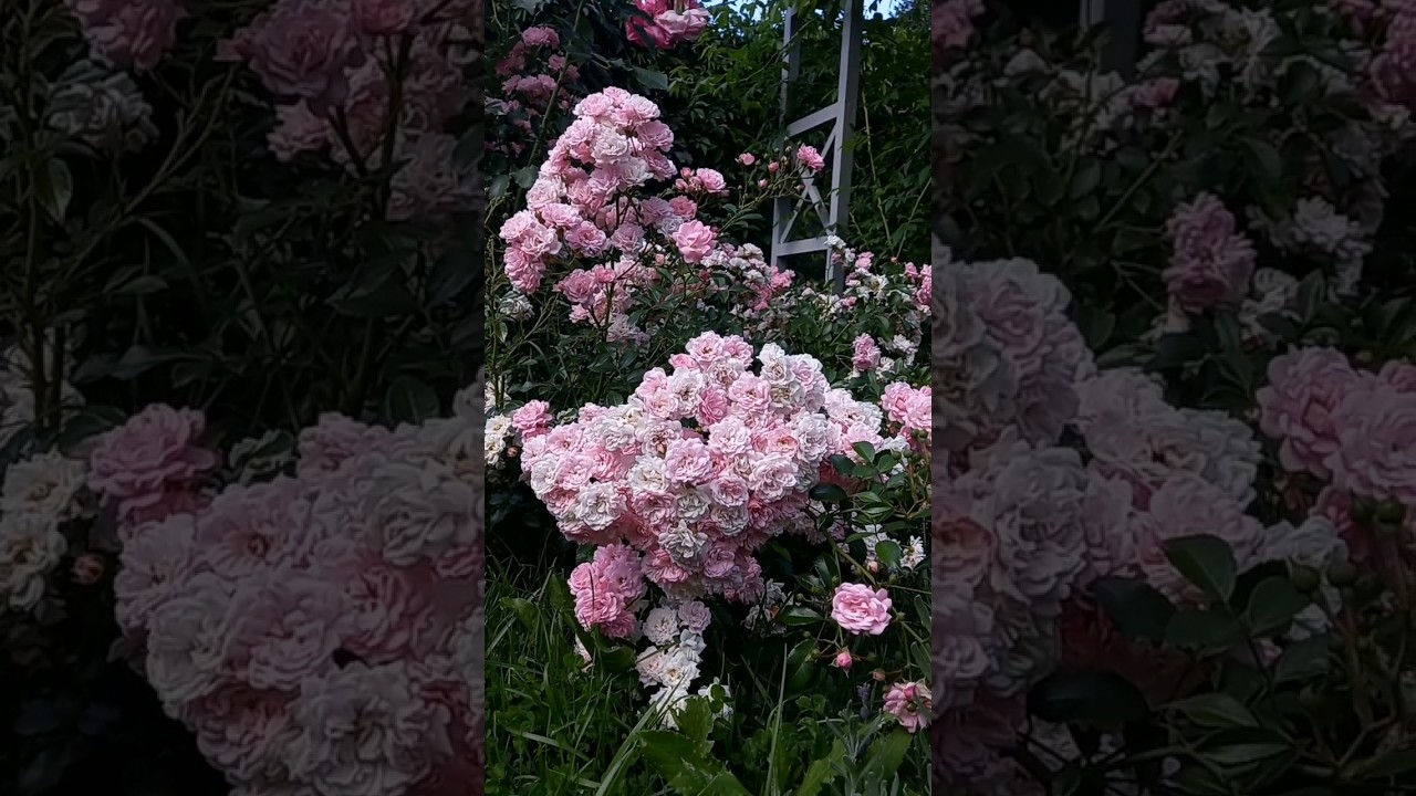 Роза The Fairy 🌸 