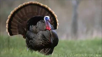 Turkey Gobble Sound Effect Turkey Gobble Sound Effect