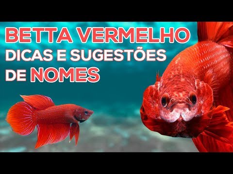 PEIXE BETTA VERMELHO  🐠  DICAS E SUGESTÕES DE NOMES 🤗