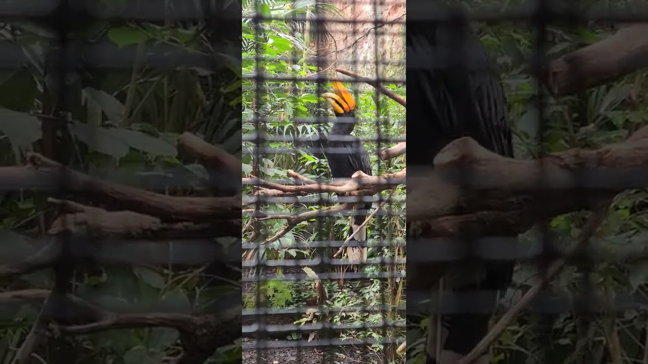 Chester Zoo, Tropical Realm building.
