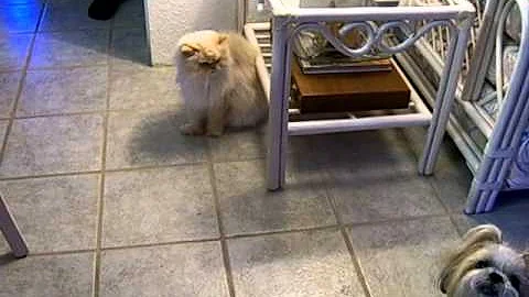 Video 111311: himalayan persian cat, playful himalayan persian, dogs himalayan cat, meet persian
