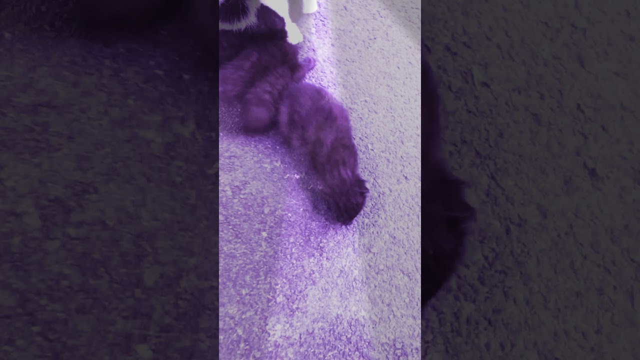 4 kittens and their mother