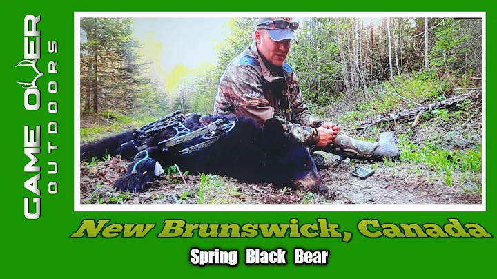Bear falls from tree after the shot - Canada Black Bear Archery