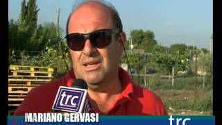 Agricoltura  In Sicilia, 60 ettari di albicocco precoce    TRC    Tele Radio Canicattì