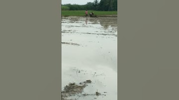 repair of the paddy field embankment. #farming #ricefarming  #shorts #video #youtubeshort #ytshorts