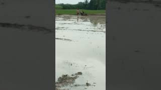 repair of the paddy field embankment. #farming #ricefarming  #shorts #video #youtubeshort #ytshorts
