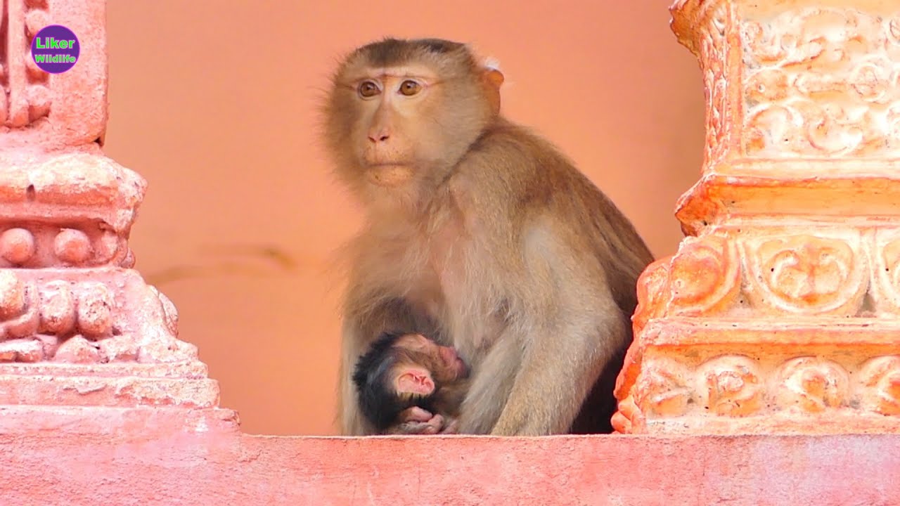 Congratulations New Mother Monkey abandon ROSITA (SABE) give newborn so cute