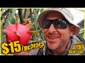 Insanely Expensive Dragon Fruit In Gaoling!!  | China Life VLOG
