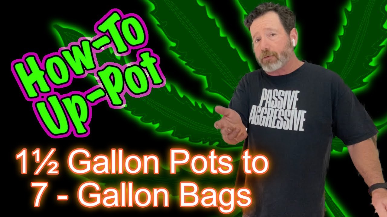 How to UpPot Cannabis from 1.5 Gallon Pots to 7Gallon Bags & How to
