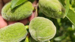 Farmers can choose promising almond varieties developed and evaluated by ICAR- (CITH)