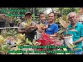 AGLAONEMA HASIL TANIAN LOKAL‼️ DIJAMIN BERKUALITAS DAN MASIH BANYAK YANG EKONOMISAN
