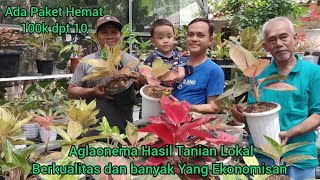AGLAONEMA HASIL TANIAN LOKAL‼️ DIJAMIN BERKUALITAS DAN MASIH BANYAK YANG EKONOMISAN