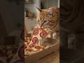 A hungry cat sneaky thief. #foryou #shorts #foryou #animals #short #mrbeast #ishowspeed #khabylame