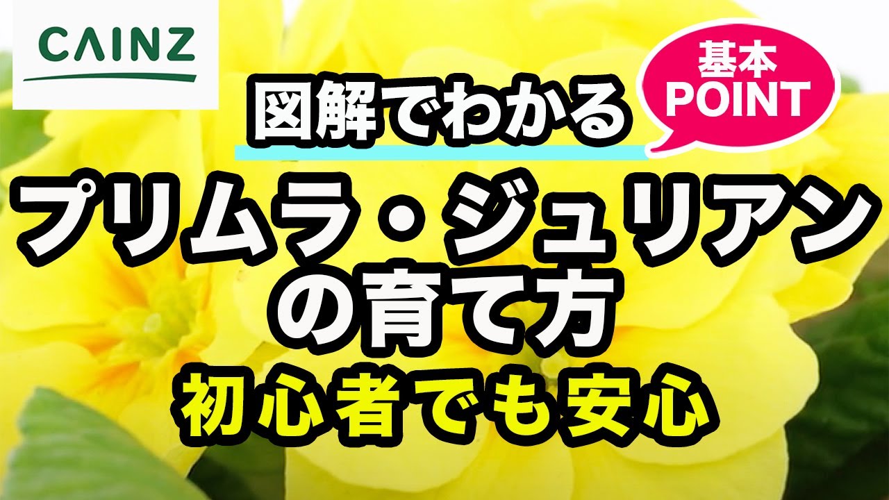 プリムラ ジュリアンの育て方 カインズ花図鑑 Youtube