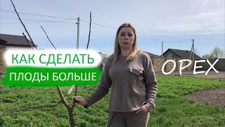 ОРЕХ | КАК СДЕЛАТЬ ПЛОДЫ БОЛЬШЕ🔥