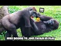 Playtime grows — Iriki, Tayari, and Jabali together艾媽和塔莉玩,呷百二也一起加入