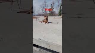 King Rambo Beautiful Dogs