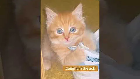 #funny #cats #cute #animals #comedy #cat #fyp #foryou #foryoupage #viral #video #pov #upage #bop