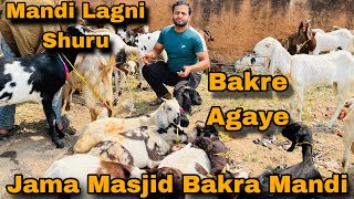 Jama Masjid Bakra Mandi || Mandi Lagni Shuru || Bakre Agaye