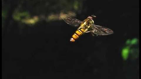Hovering hoverfly in Slow Motion
