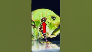 Cicadas are the WEIRDEST bugs ever!
