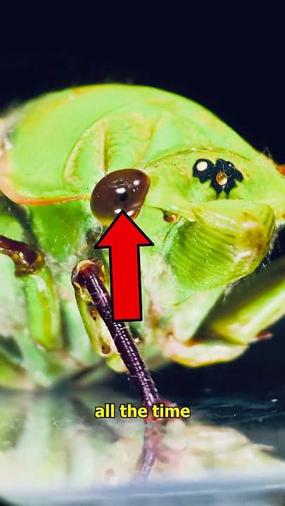 Cicadas are the WEIRDEST bugs ever!