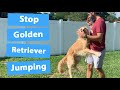 Train your golden retriever to stop jumping 3 easy steps
