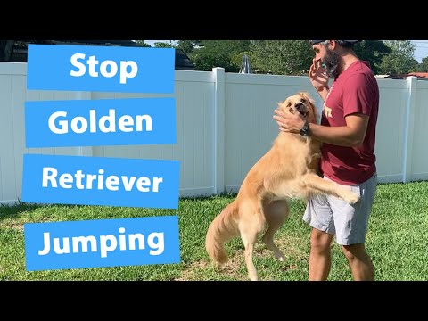 Video: Cara Mengajari Golden Retriever Anda Untuk Berhenti Melompat Pada Orang