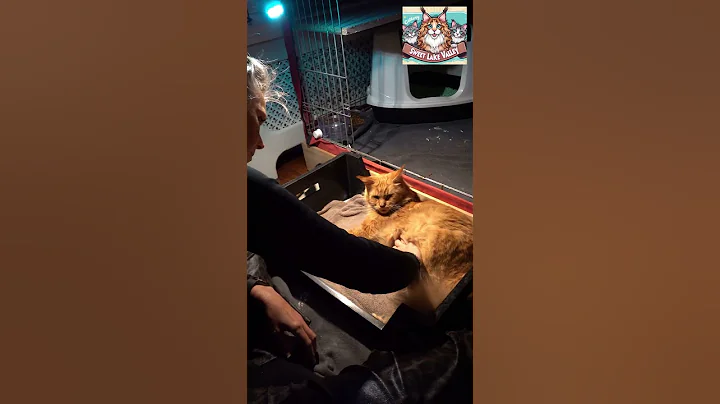 Video 11371391: maine coon cat baby, mainecoon kitten