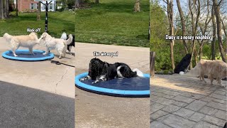 Golden Retriever Hogs The Splash Pad by Charlie The Golden 18 61,340 views 5 days ago 3 minutes, 38 seconds