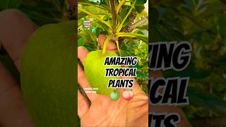 Amazing Tropical Exotic Fruits Plants 😍#appleplant #peachplants#farmingtraditions #shorts #garden#yt