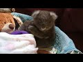 Meet rescued koalas Buzz and Woody 🐨 #Shorts