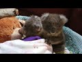 Meet rescued koalas Buzz and Woody 🐨 #Shorts