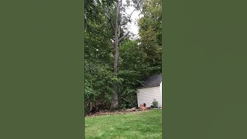 Having huge dead oak tree cut down. #treeremoval #treefelling #deadtree #treeservice