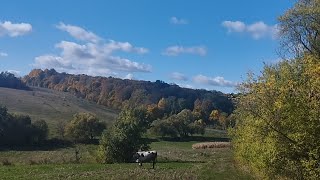 картинка: Вихідні у селі: прогулянка осіннім лісом, натрапили на гриби та шипшину — відпочинок вдався!🍄‍🟫🍁