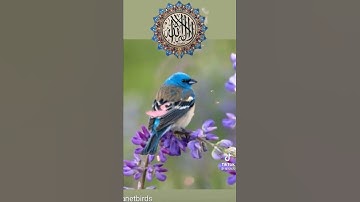 القارئ عبدالعزيز الزهراني 🥺