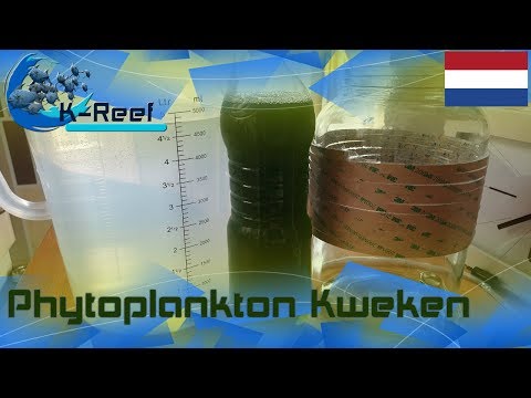 Phytoplankton kweken