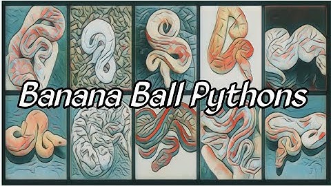 Top 10 Craziest Banana Ball Pythons