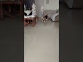 NEVER Leave These Two Dogs Alone! 😱