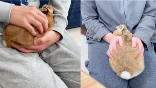 うさぎ抱っこバトルという名のマウント合戦 #968