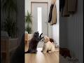 #funny #cat #cute FurRealChaosg 😼🆚🐶
