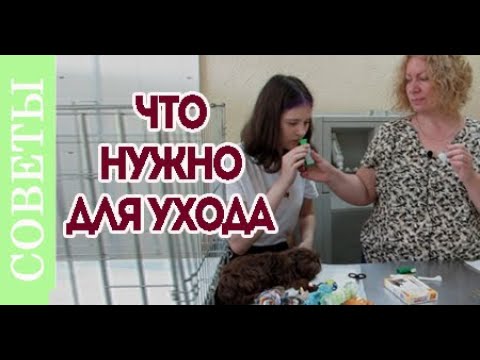 Видео: Как и чем ухаживать за щенком? Зубы и шерсть щенка