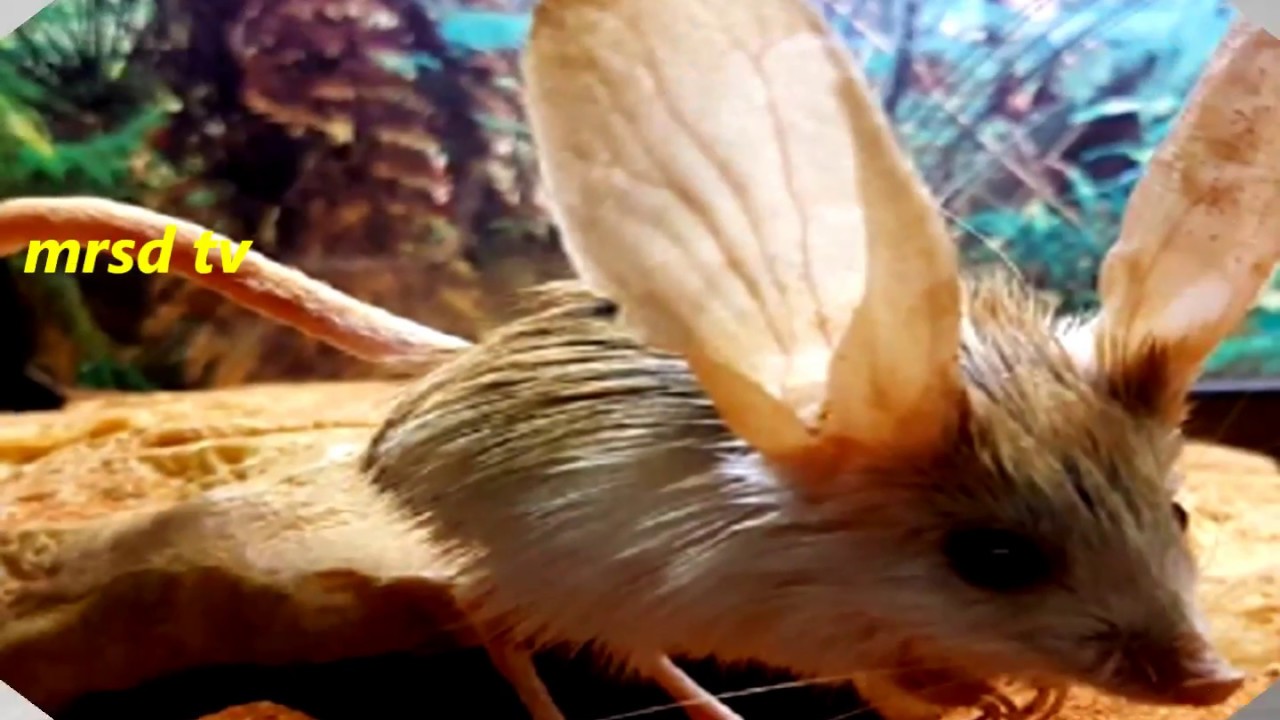 Download Long Eared Jerboa! Top 21 Lesser Egyptian Jerboa The ...