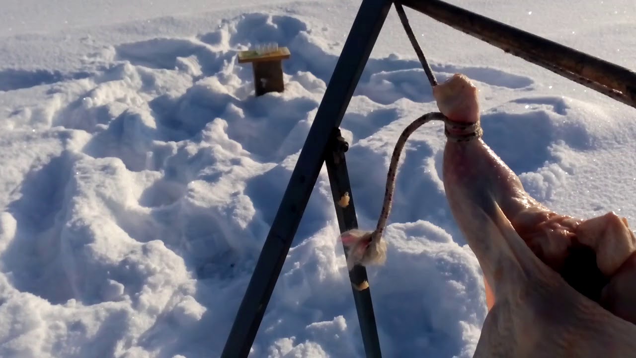 CZ 452 22 wmr # на 100 м по курице