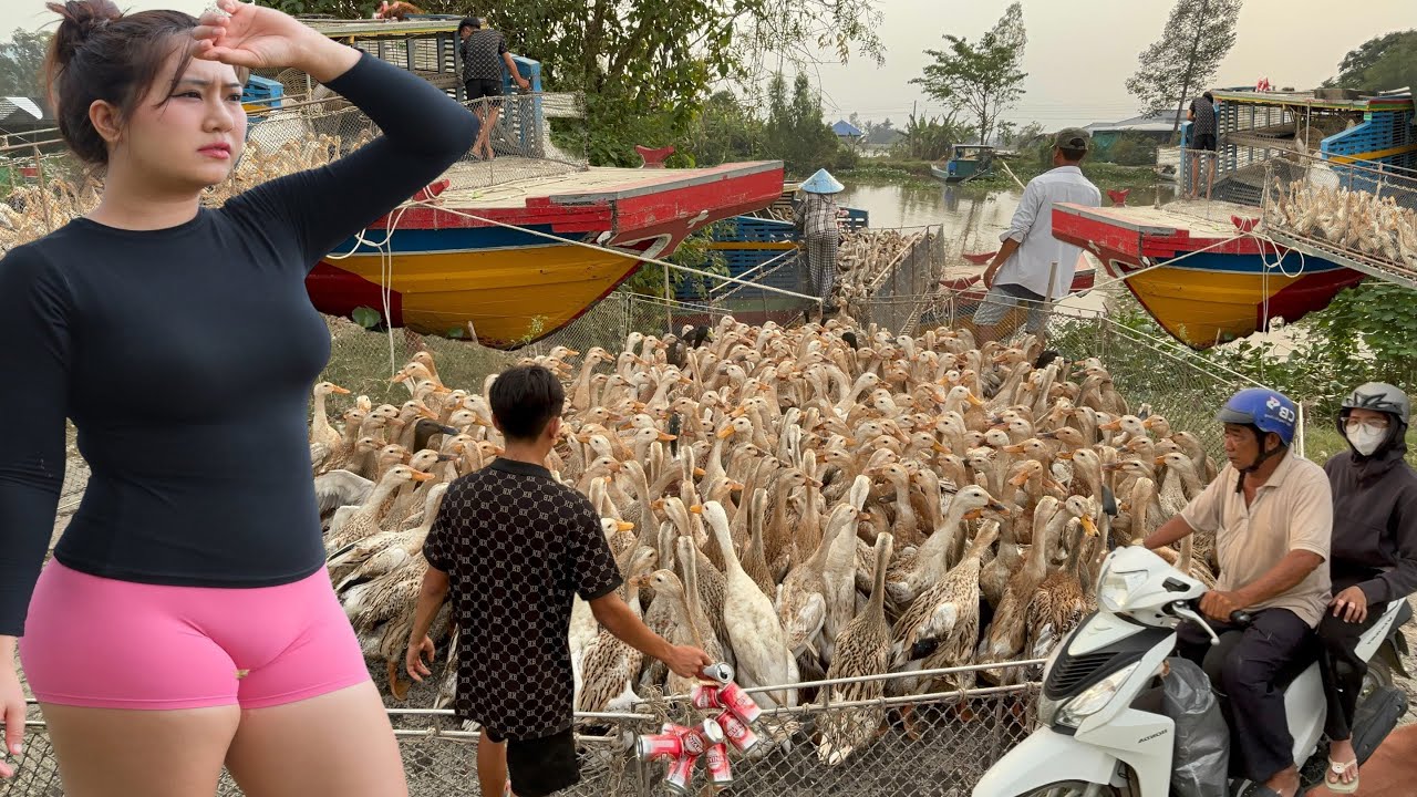 Full Video: Thousands of Ducks Travel by Truck and Boat in a Wild Migration Few Have Ever Seen Vịt