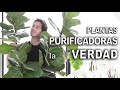 Plantas PURIFICADORAS de aire, lo que nadie te dice [tienes que ver este video]