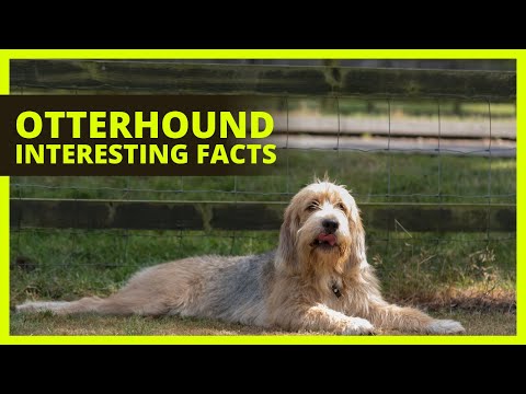 וִידֵאוֹ: כלב Otterhound גזע היפואלרגני, בריאות וטווח חיים