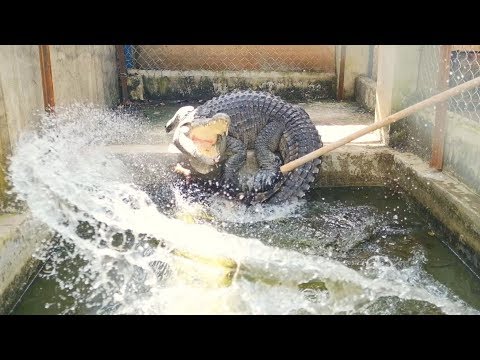 Video Cá sấu nhà mình khôn lắm ????, dọn chuồng cá sấu và cho... - youtube