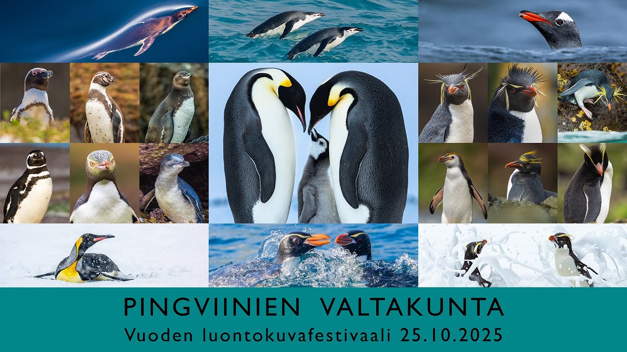 Pingviinien valtakunta - Risto Raunio - Vuoden Luontokuva Gaala 2025 Lasipalatsin Bio Rex Helsinki
